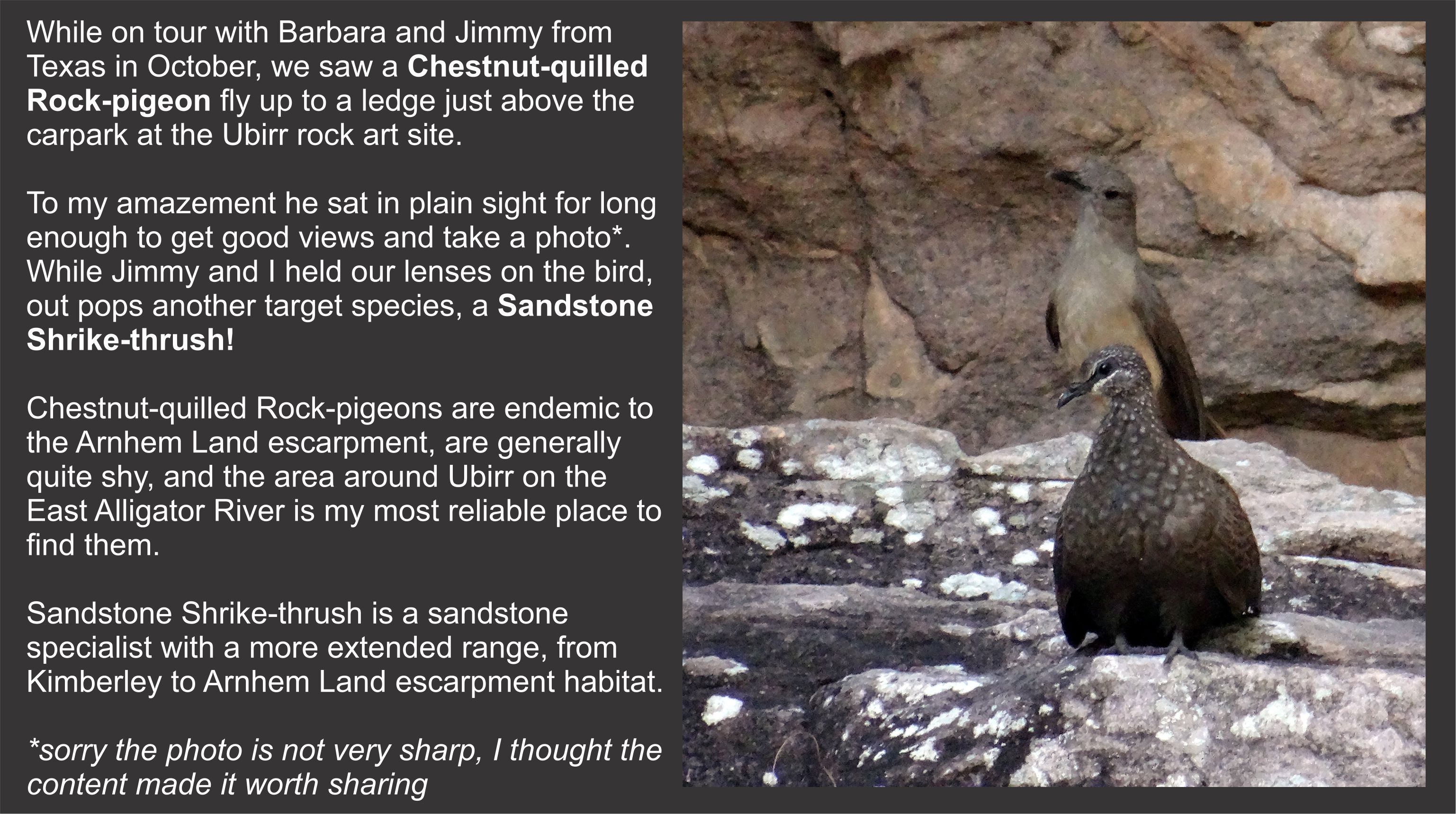 Chestnut-quilled Rock-pigeon and Sandstone-Shrike-thrush at Ubirr